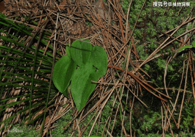 农村1种植物,人称百步还阳丹,可活血化瘀,价值极高!