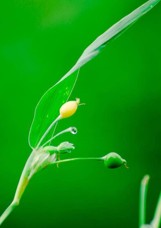 余生,做一株小草,在红尘中聆听岁月的歌._外衣_馨香_人生