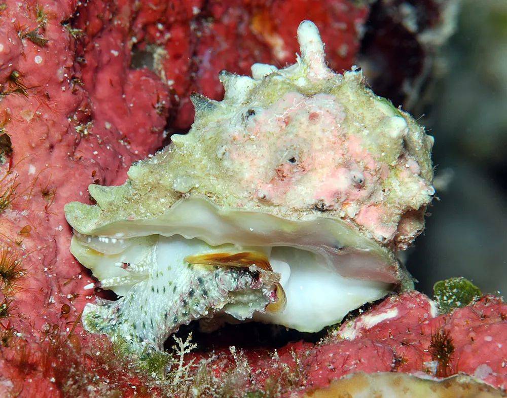 寻宝深圳市海之洋贝壳博物馆 │ 初识黄斑核果螺_学名_中国_uwkwaj