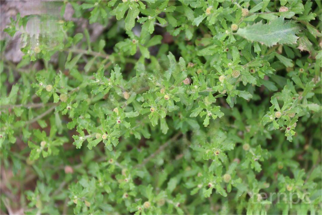 br. et aschers.)別名:鵝不食草,菊科石胡荽屬植物.