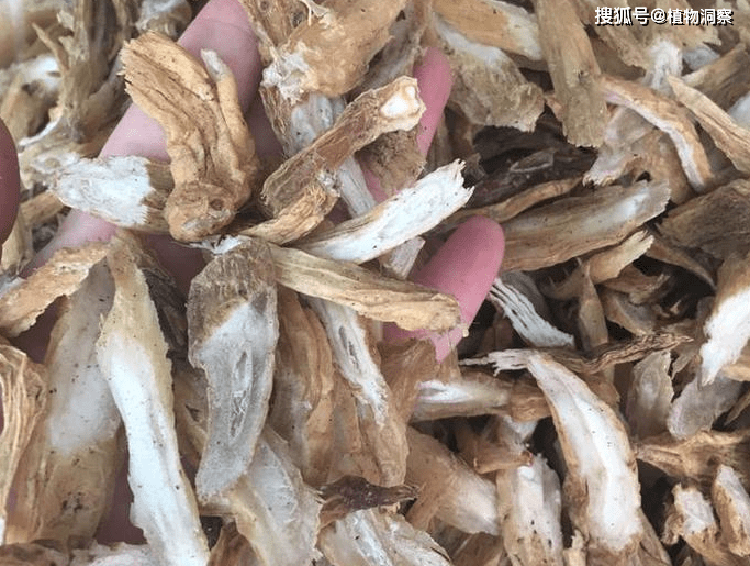 农村1种植物,人称百步还阳丹,可活血化瘀,价值极高!