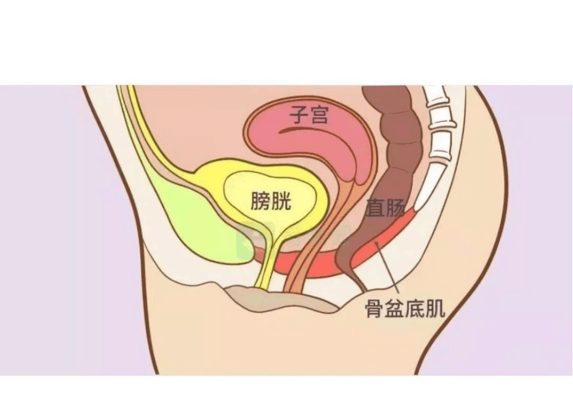 幫助修復盆底肌鬆弛,改善產後漏尿和膨出,脫垂的問題