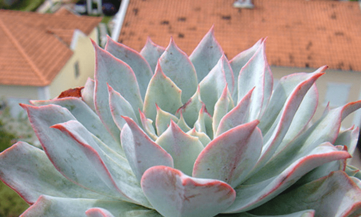 多肉龙赞尼虽有4个别名,且颜值堪比蓝光,但它们不是同一种多肉_叶片