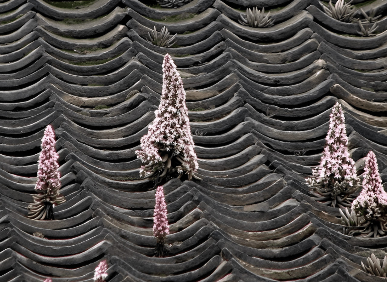 1种野生"瓦松"有价值,家乡瓦房上就有,冬天挖回家种,变盆栽_种植_植物