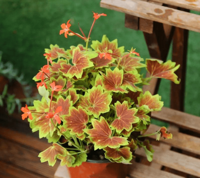 天竺葵的6大类品种,每类都有各自的特点,适合新手种植_开花_花友_花朵