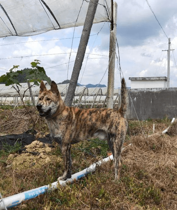 我还真挺想把这只土狗给带走,我跟田园犬的主人商量了半天,最终人家