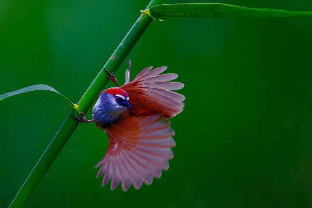 沧海一粟等16人:百鸟争鸣·同题微诗《红顶鹛》心香文艺_天籁_创作