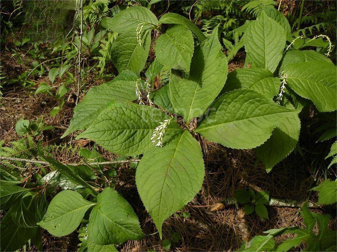 药用植物宽叶金粟兰_技术_应用_市场