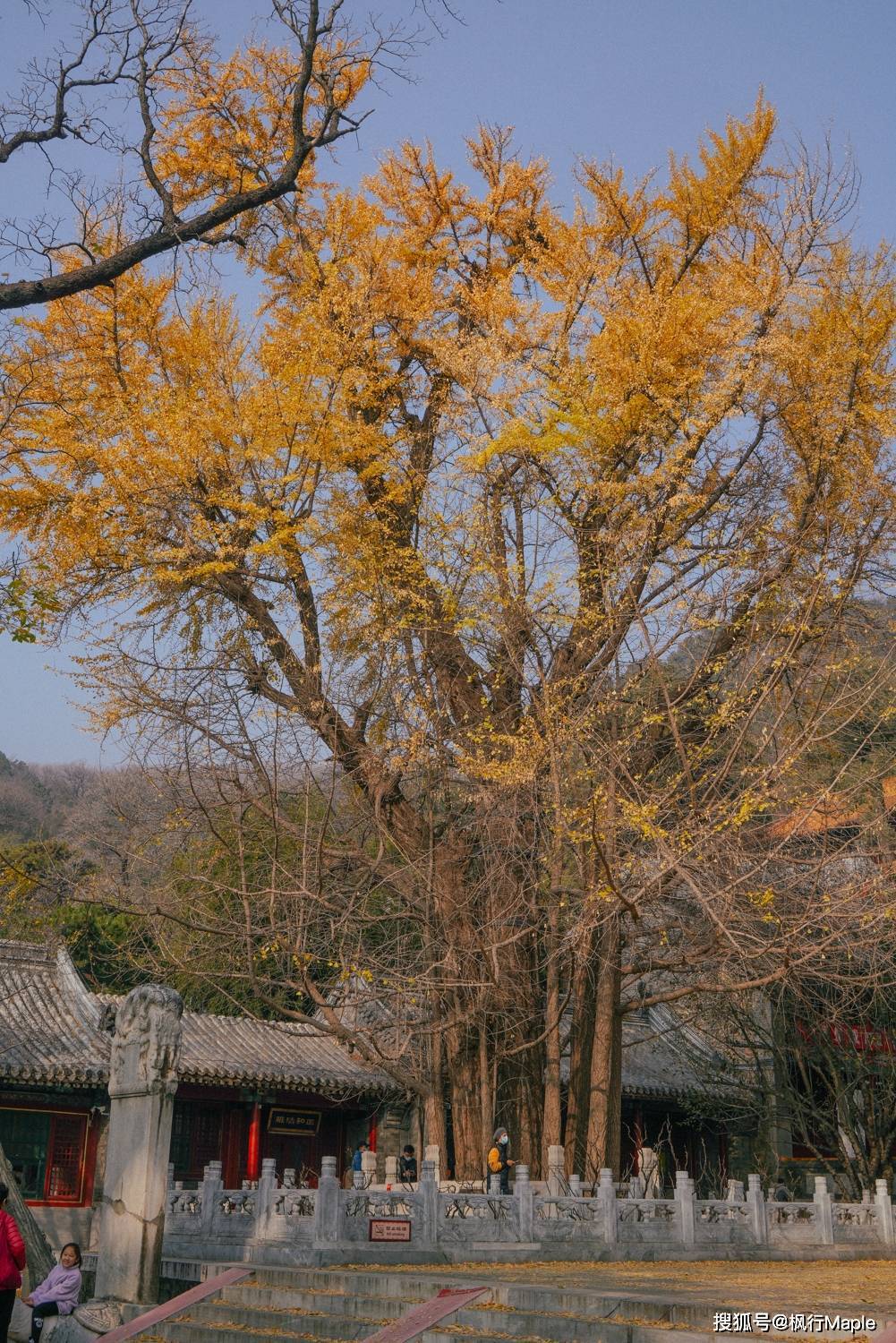 潭柘寺千年银杏树图片