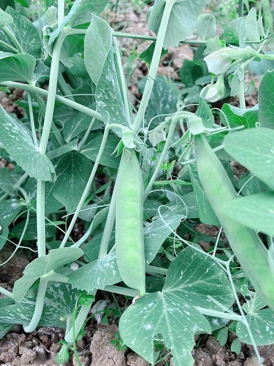 王建兵"在线"介绍说,产业园目前试验种植了3个豌豆品种,其中两个品种