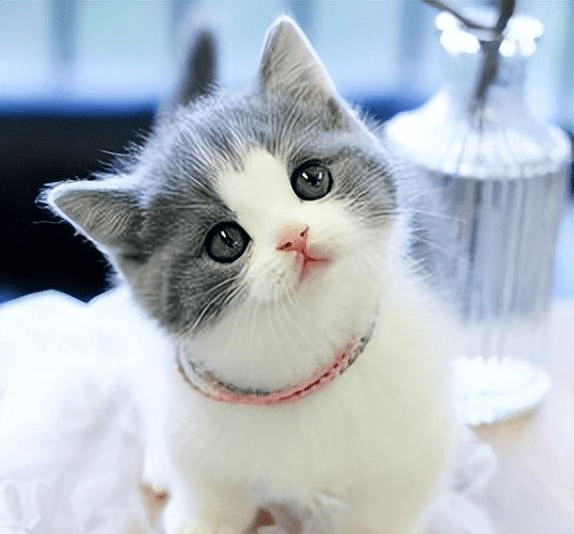 英短蓝猫有这6个优点,难怪养的人那么多_猫咪_性格_品种