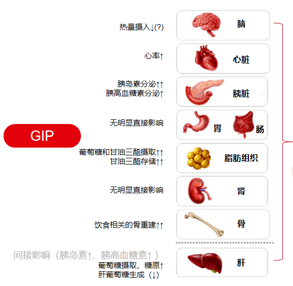 但在gip受體基因敲除的齧齒動物研究(臨床前研究)中,發現小鼠可以抵抗