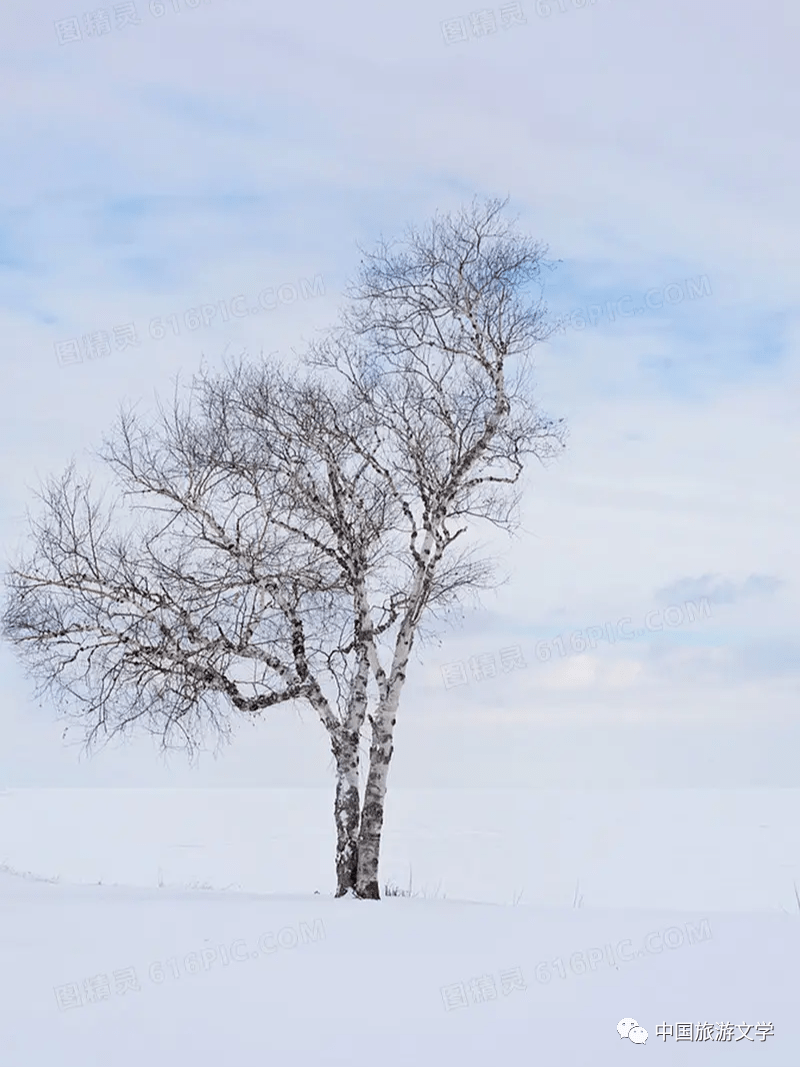 行走丨大雪_搜狐网