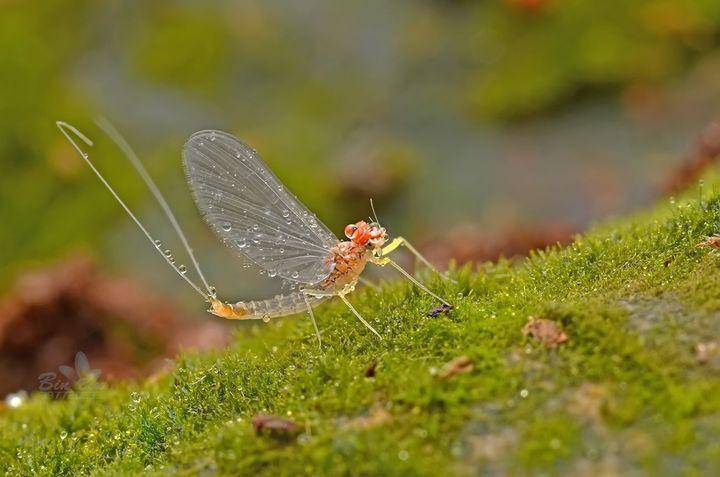 地球上生命最短的动物,只生存几个小时,刚出生就在为死亡做准备_蜉蝣