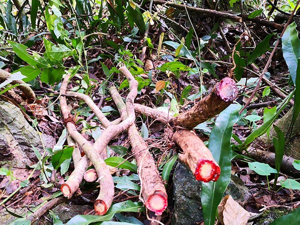 这植物砍断会流血,冬季很多农民去山里挖,市场10元/斤,有啥用