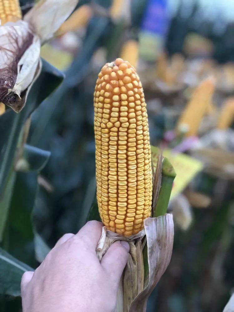 玉米品种怎么选?商道909为包地大户谋方案!_种植_高温_土地