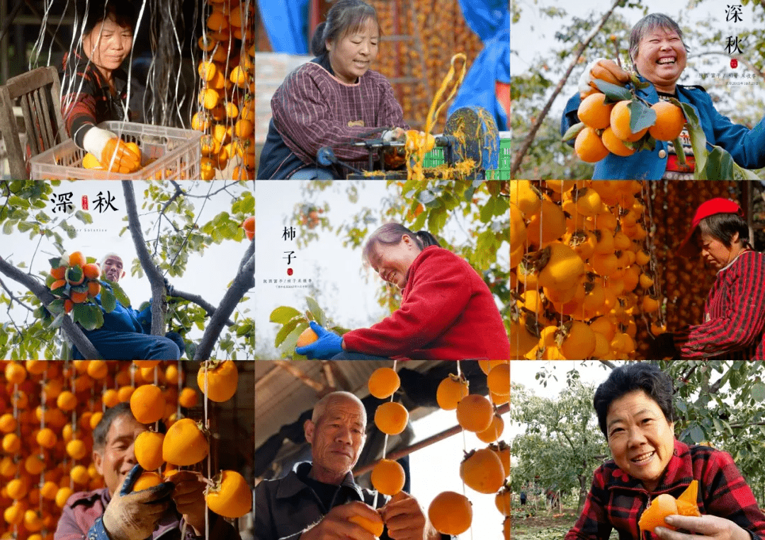 富平柿饼的制作过程图片