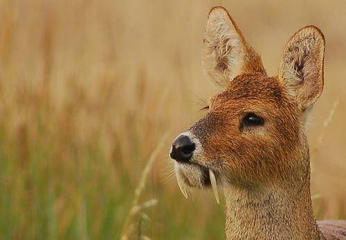 獐头鼠目?獐:我很帅的好不好_犬齿_领地_气味