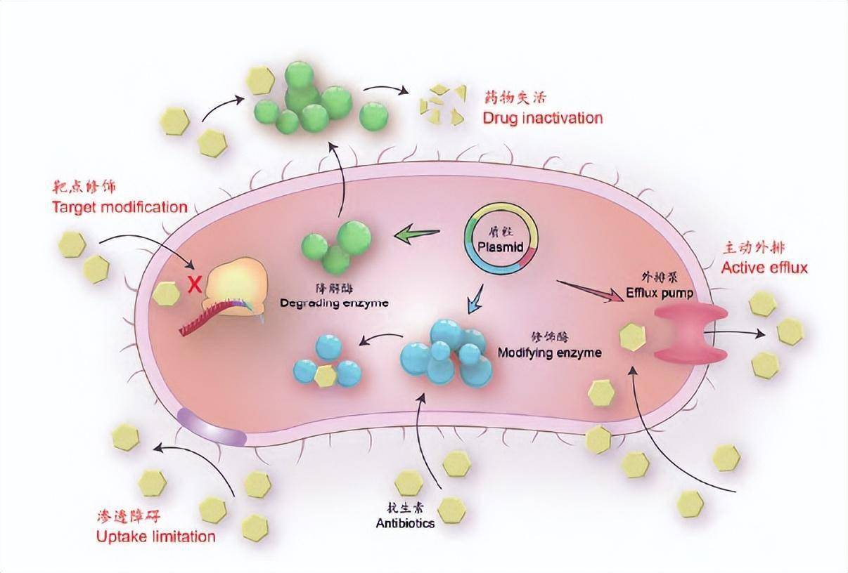 揭开超级细菌的"神秘面纱",细菌耐药如何解决?_药物_抗生素_病毒