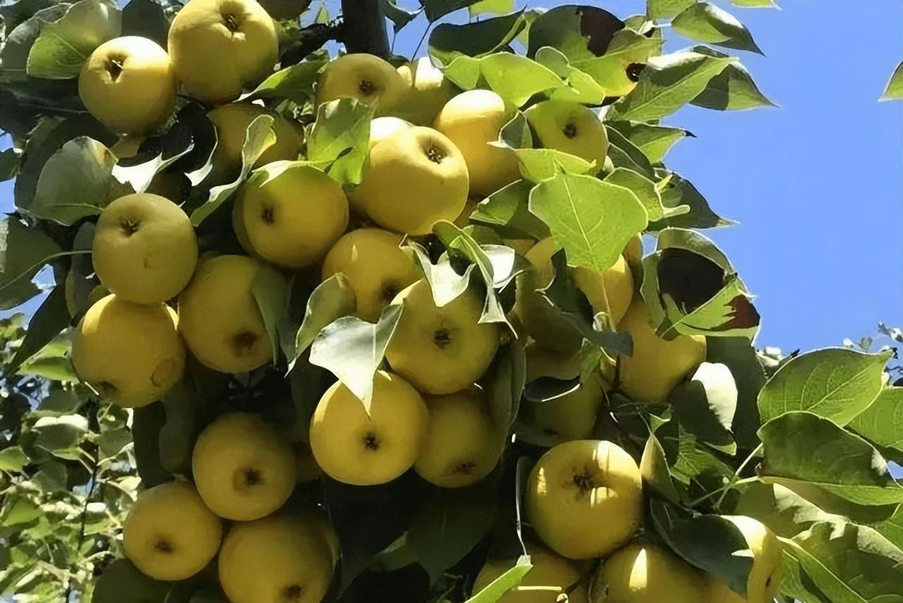 兰州软儿梨 天然冰淇淋_魏征_黄河_秘方