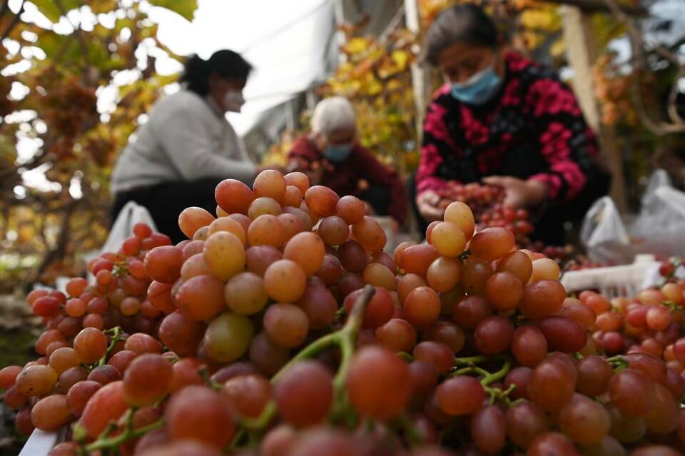 聊城市东昌府区道口铺街道邵屯村晚熟葡萄品种金优2号在2020年由省外