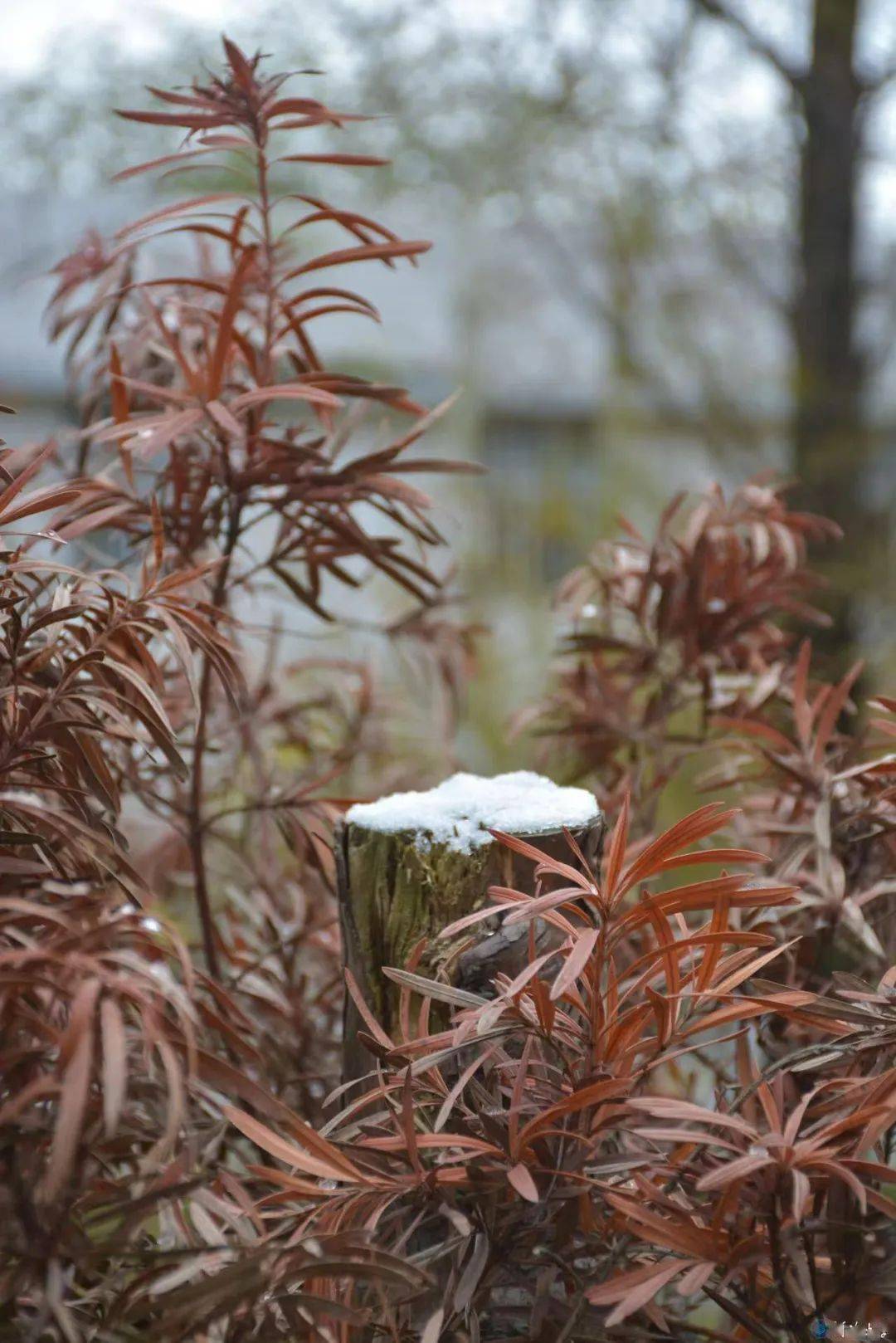 大雪_海螺_梧桐