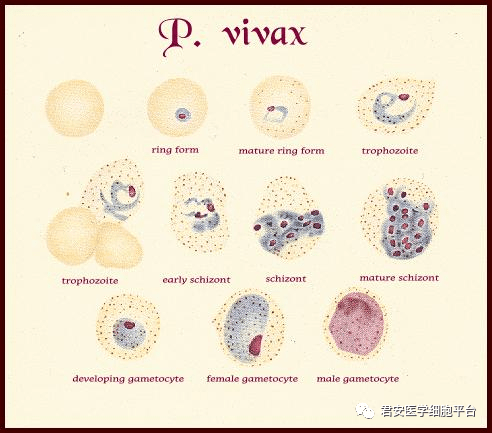 间日疟原虫雌雄配子体图片