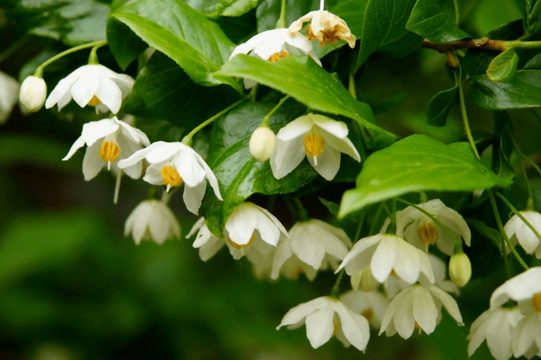 安息香的花朵,多为合瓣花,呈钟状,如一串风铃,故有"银铃花"或"玉铃花"