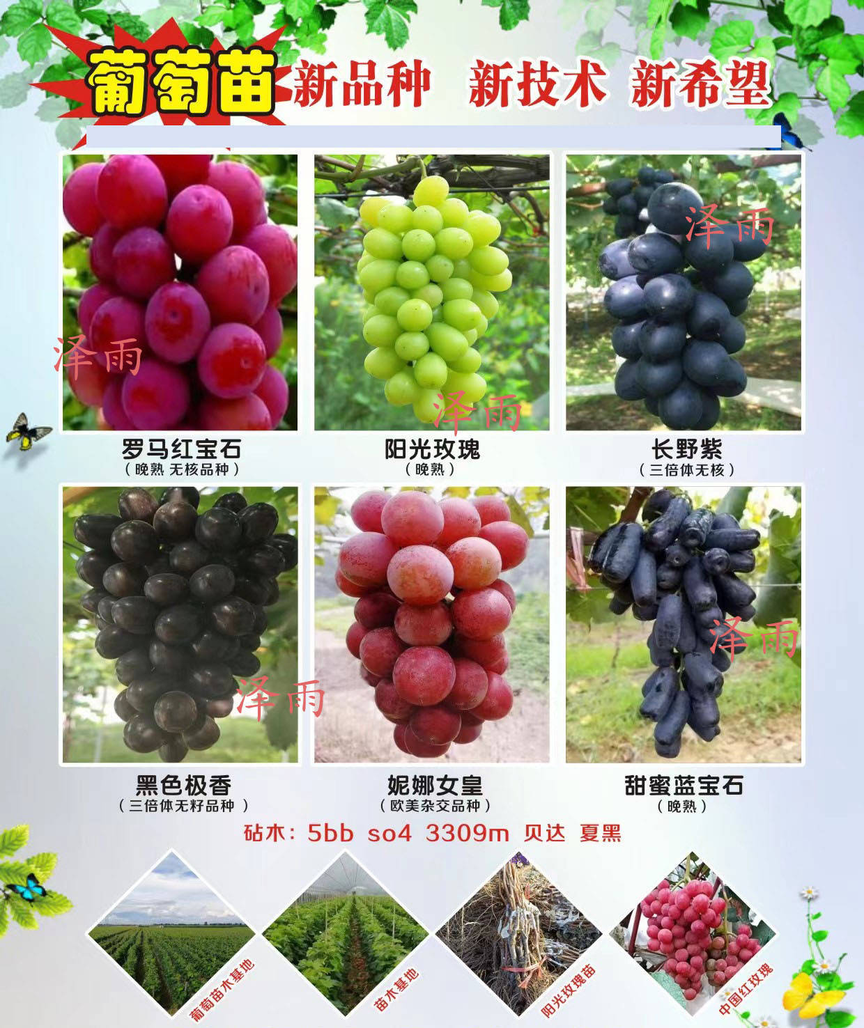 浪漫红颜葡萄品种介绍图片
