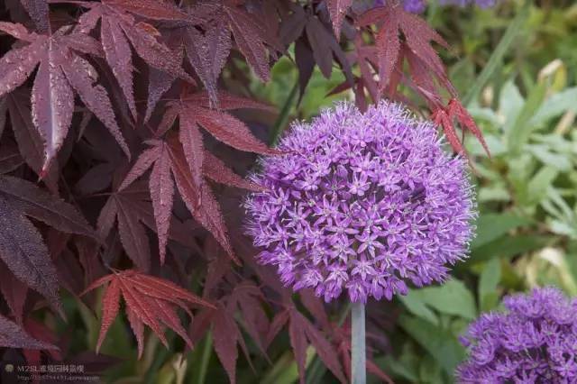 英国著名"四季花园"的绝美风景_时间_一生_garden