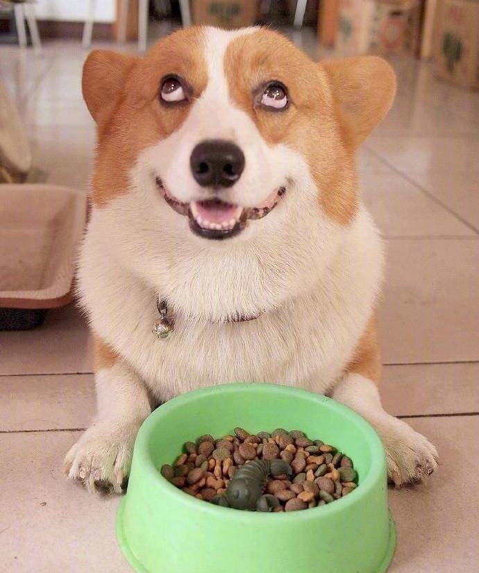 这两个二货汪星人是要偷袭吗?咱们主动出击喽!_报纸_狗狗_aqua