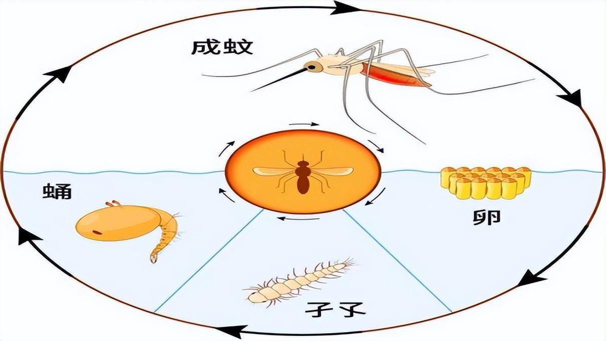 蚊子的卵产在什么地方图片