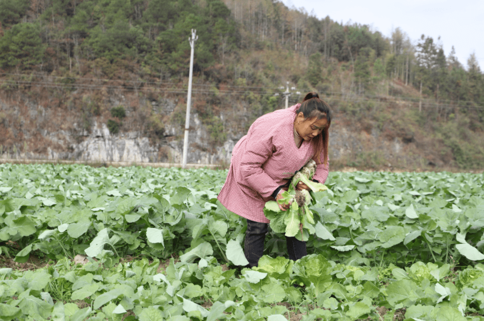 在錦屏縣敦寨鎮亮司村亮司大壩裡,田壩裡的油菜,白菜等農作物已是綠意