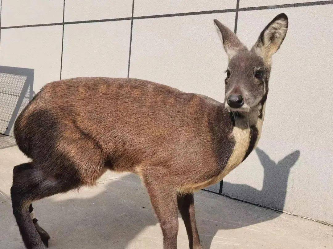 经鉴别这是一只原麝,俗称香獐子,是麝科,麝属的动物,已被列入《世界