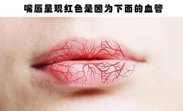 嘴唇血管分布图图片