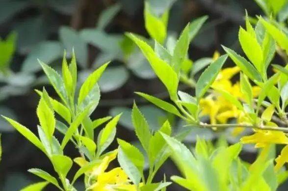 上党连翘(连翘上清片) - 展心百科