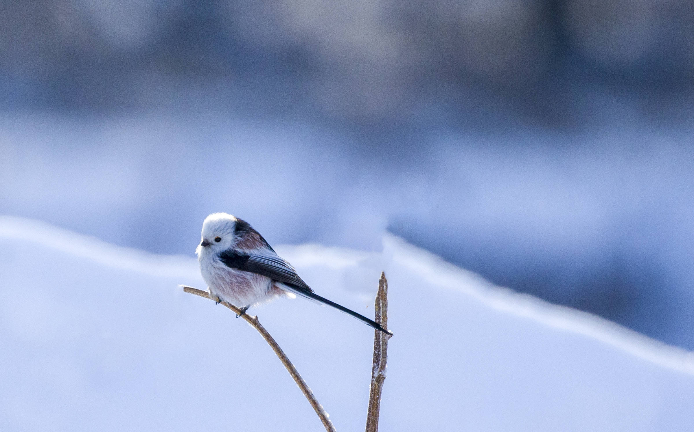 "呆萌"银喉长尾山雀,飞来珲春公园_葡萄_灰色_龙源
