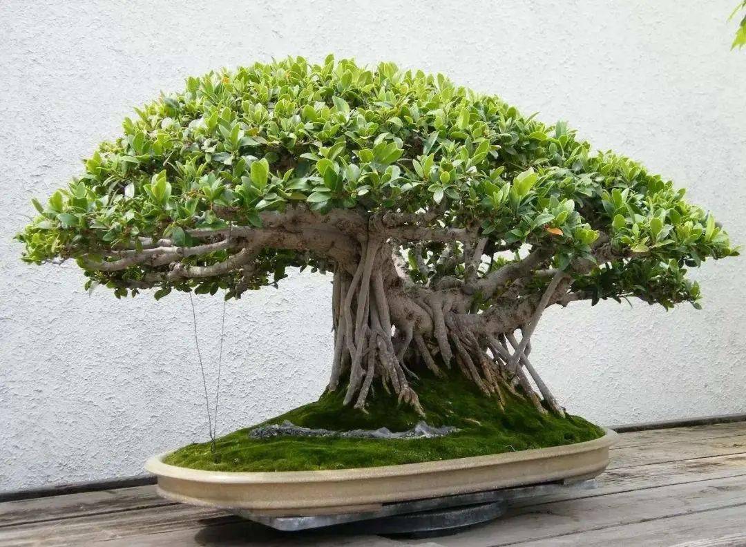3招塑造榕树盆景,同时解决你80%的盆景造型困惑!_侧枝_种子_进行