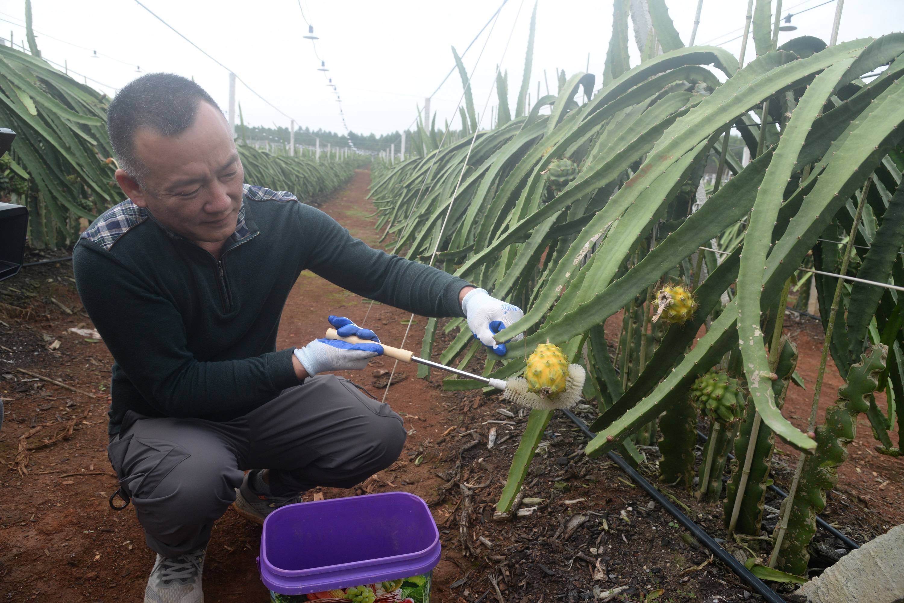 燕窝果种植难点图片