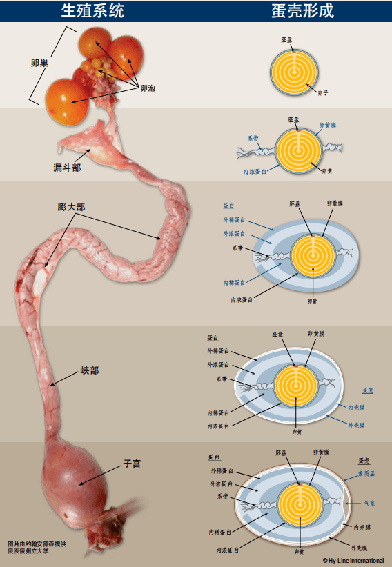 母鸡蛋道图 泄殖腔图片