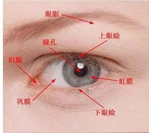 左眼跳财,右眼跳灾是真的吗?医生揭秘的真相却不简单!