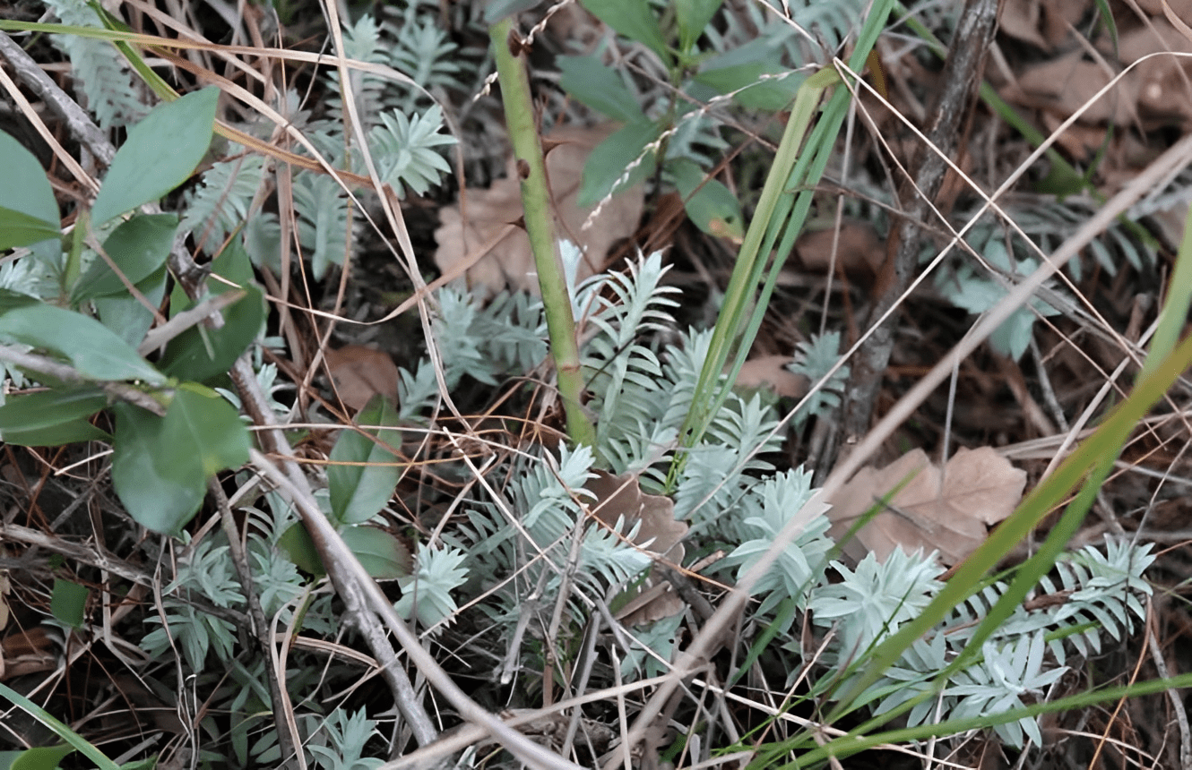 野生鹿茸草图片图片