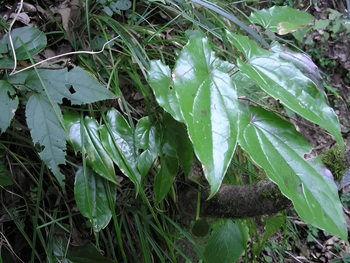 人称"补肾草",有着翠绿的叶片,株高仅30厘米,却十分有价值_野草_植物