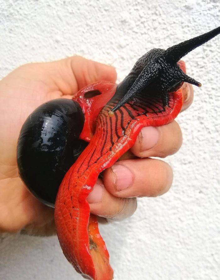 另类宠物-产自马来西亚,有着鲜艳配色的火焰蜗牛受到人们追捧_外壳