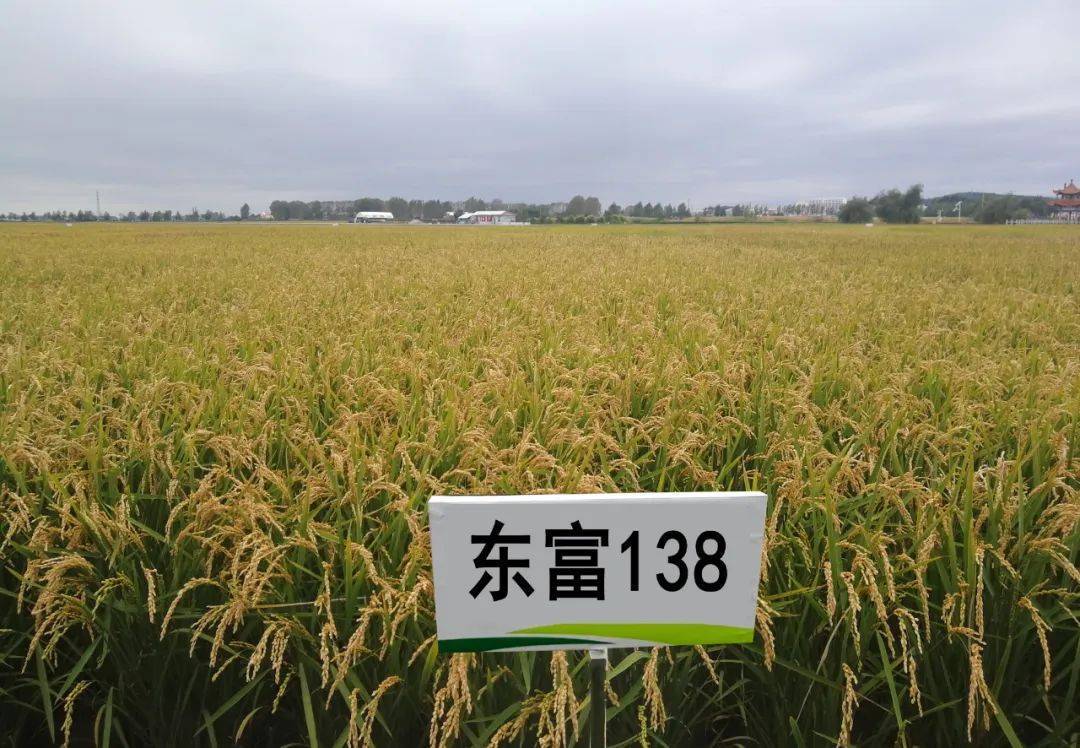 龙粳3033水稻品种介绍图片