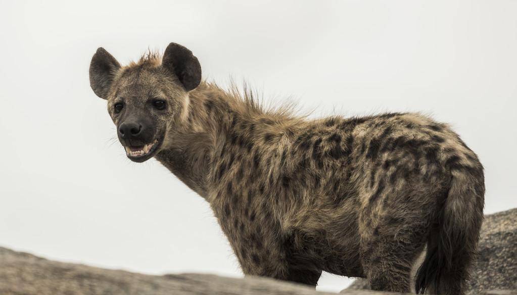 斑点鬣狗在笑什么?到底有什么好笑的?_笑声_食物_动物