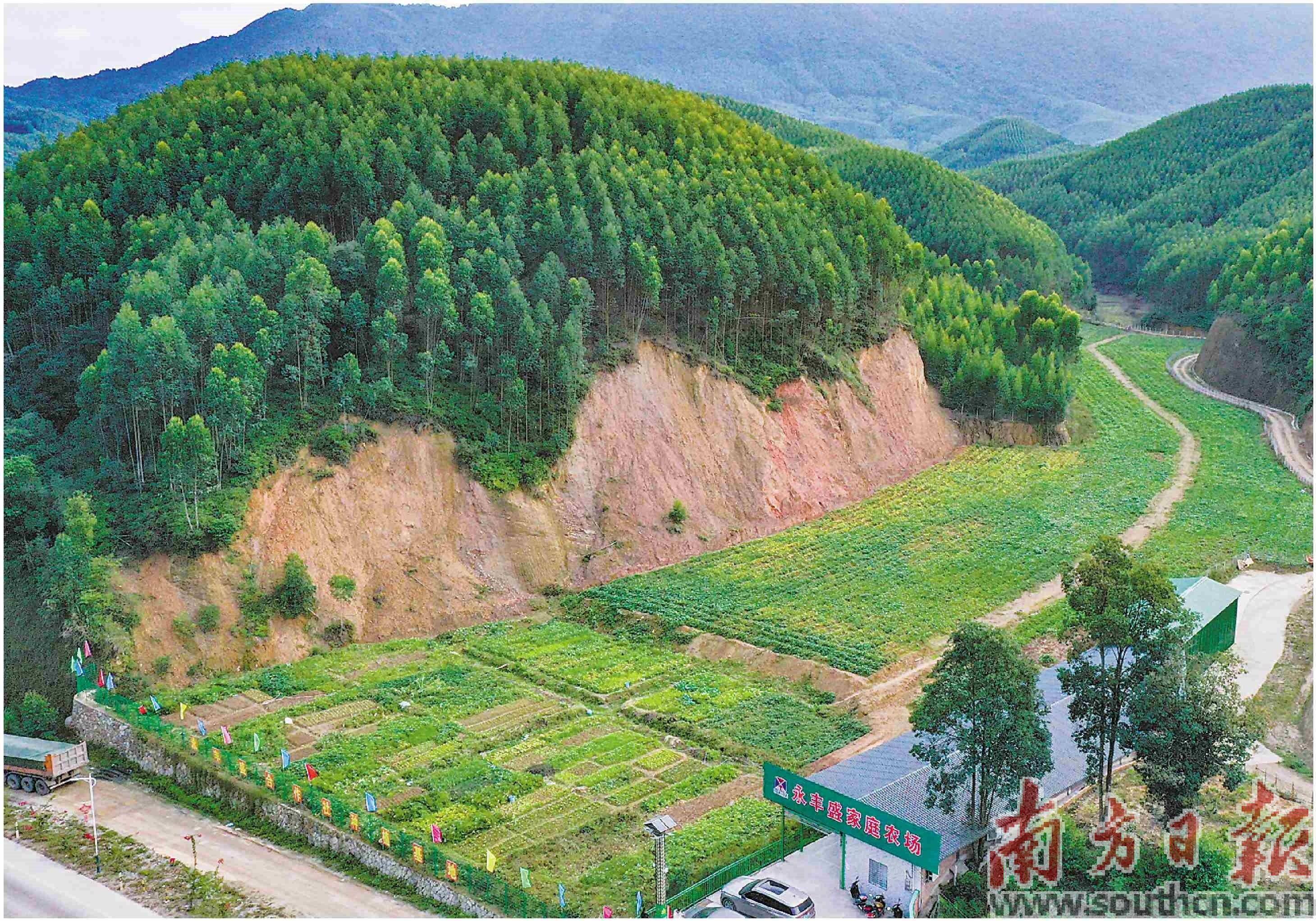 650亩撂荒地现“薯”光_甘薯_畲江镇_种植