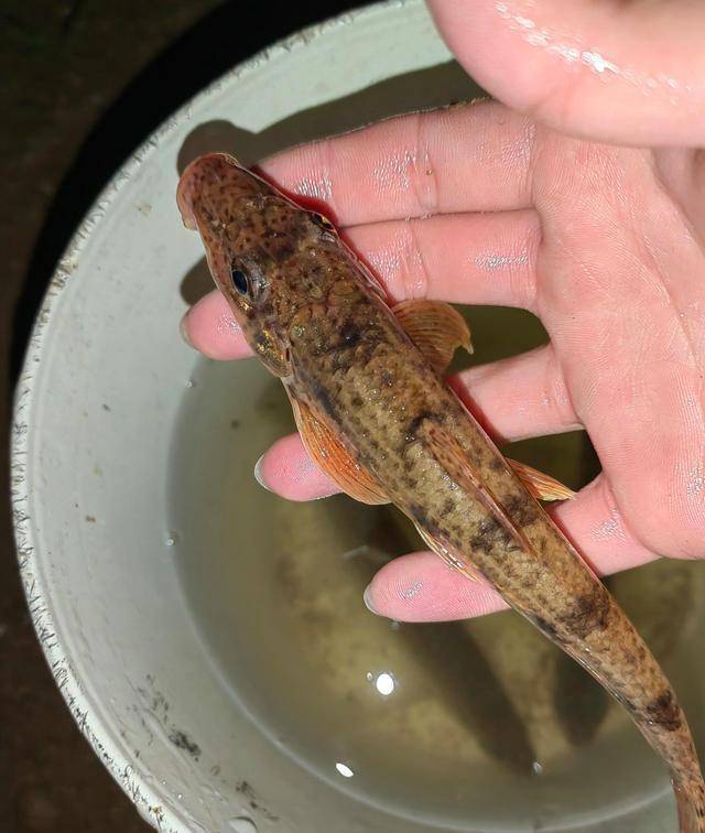 最後他又將這些魚放生了……幾次夜釣都遭遇大量花骨魚,這位釣魚人