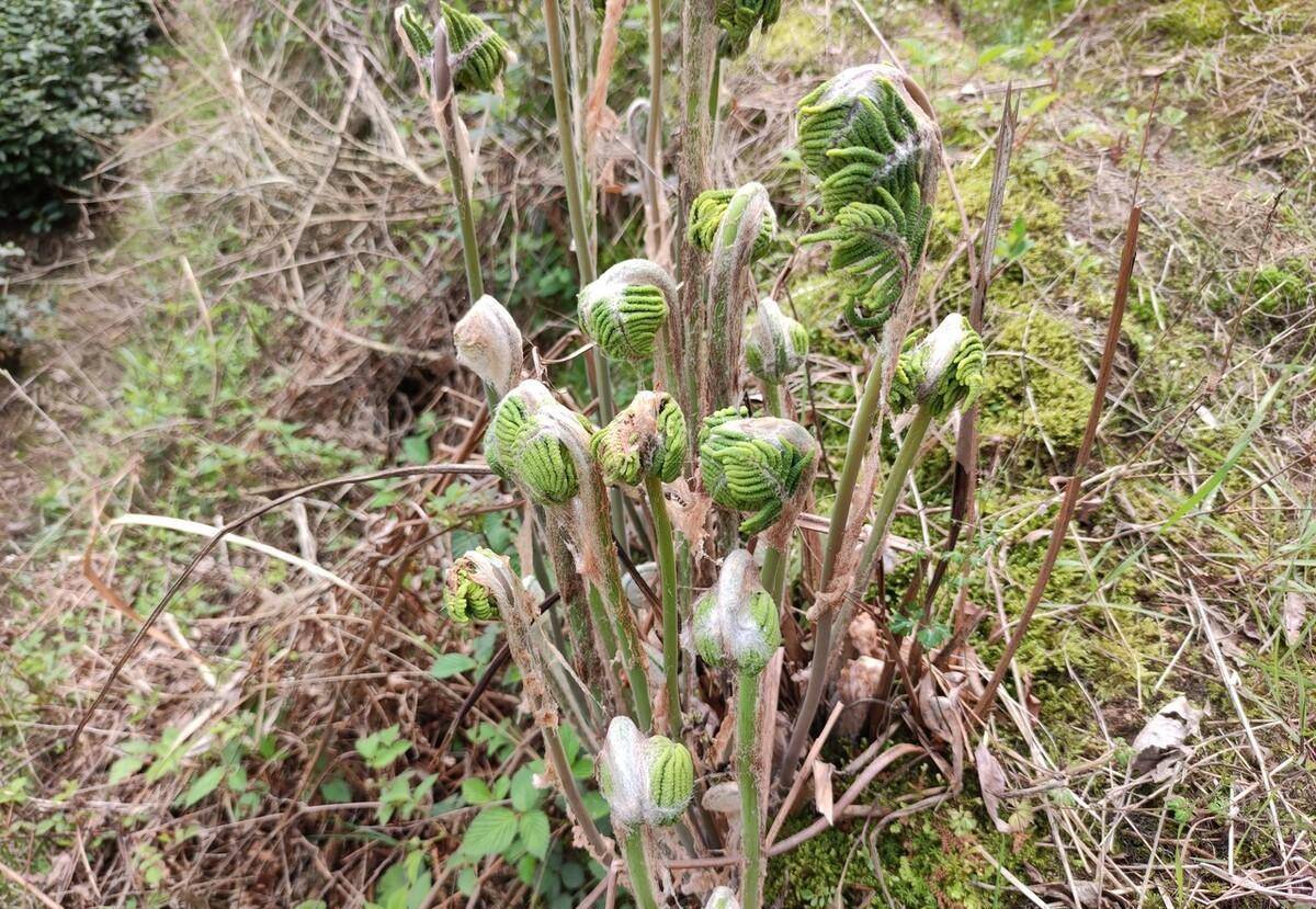 野鸡膀子山野菜图片