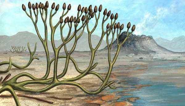 第二次生物大灭绝原因,或正在今天的地球上重现,现状令人担忧_人类